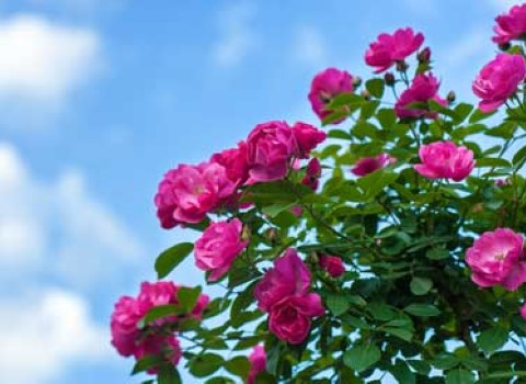 تصویر 1 از قیمت گل محمدی هلندی با فروش عمده